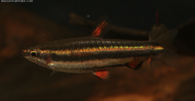 Nannostomus marginatus