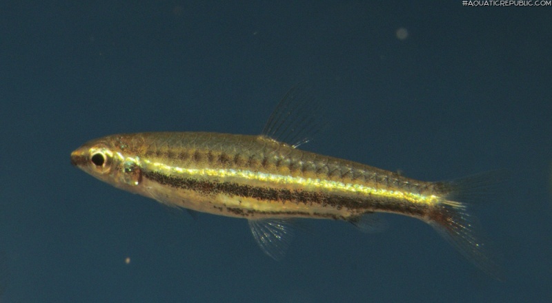 Nannostomus minimus