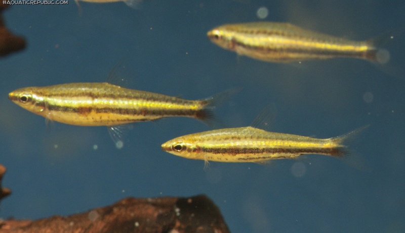 Nannostomus minimus