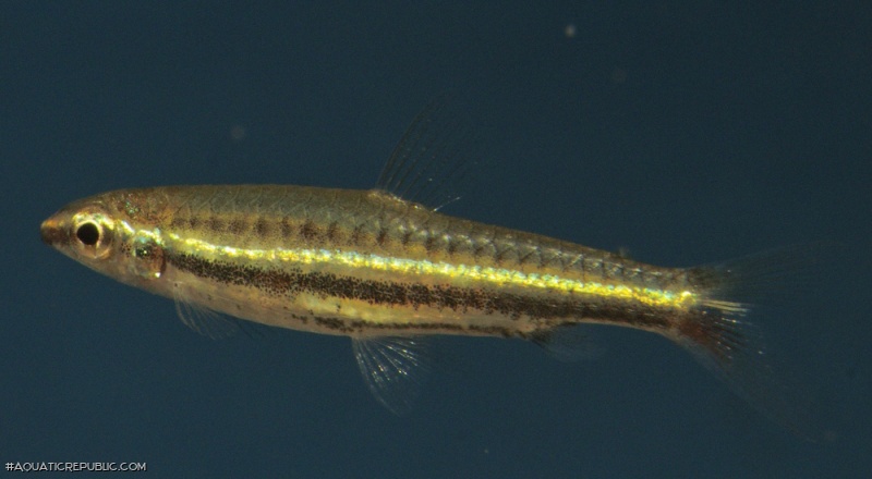 Nannostomus minimus