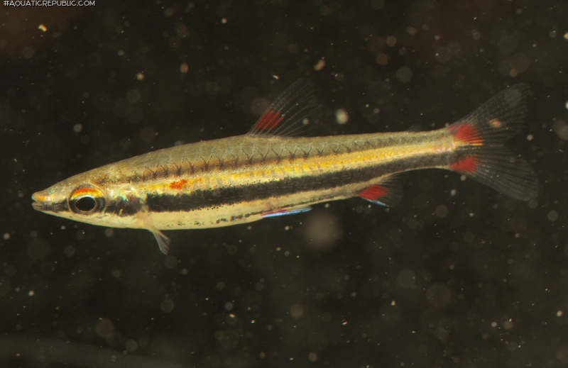 Nannostomus trifasciatus