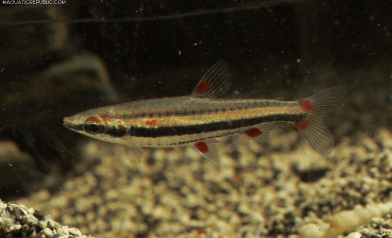 Nannostomus trifasciatus