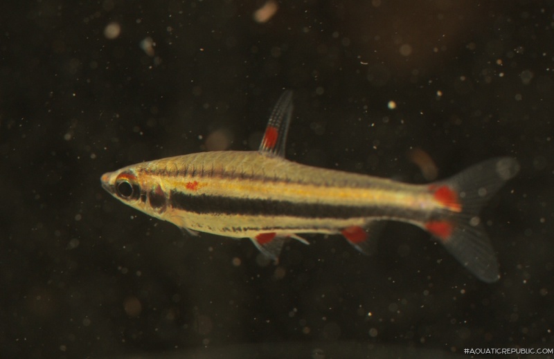 Nannostomus trifasciatus