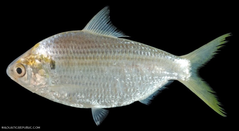 Anodontostoma chacunda