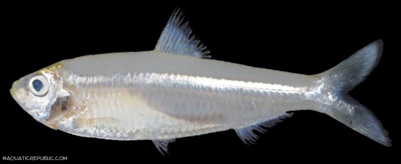 Escualosa thoracata