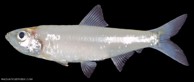 Clupeichthys aesarnensis