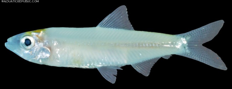 Clupeichthys aesarnensis