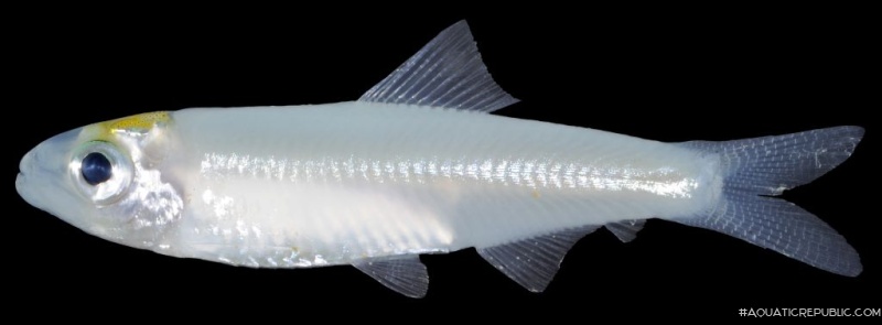 Clupeichthys aesarnensis