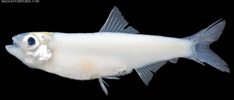 Clupeichthys goniognathus