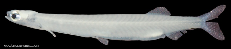 Sundasalanx mekongensis