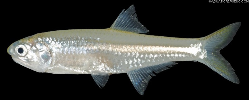 Stolephorus dubiosus