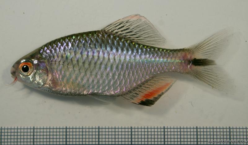 Paratanakia himantegus