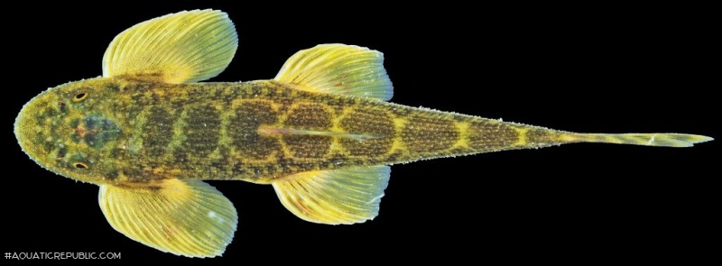 Balitora annamitica