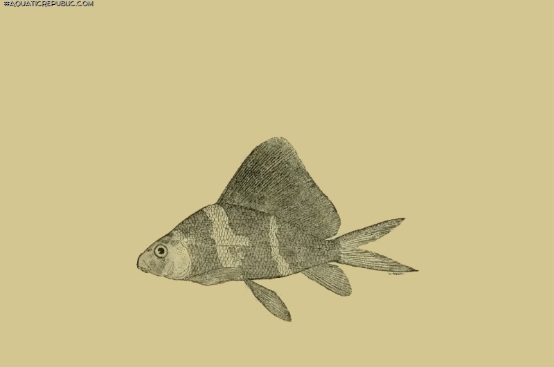 Myxocyprinus asiaticus