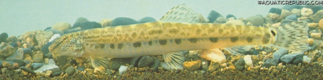 Cobitis sinensis