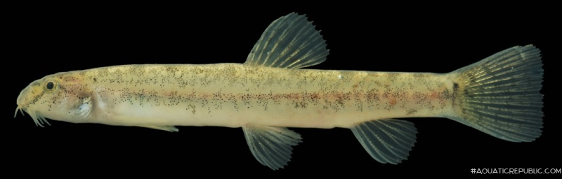 Lepidocephalichthys hasselti