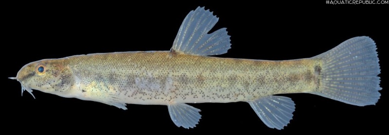 Lepidocephalichthys hasselti