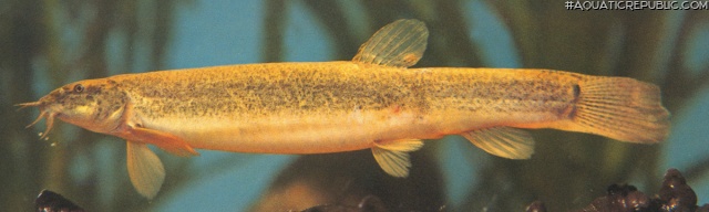 Misgurnus anguillicaudatus