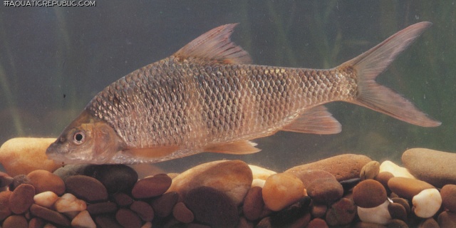 Acrossocheilus longipinnis