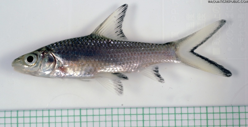 Balantiocheilos melanopterus
