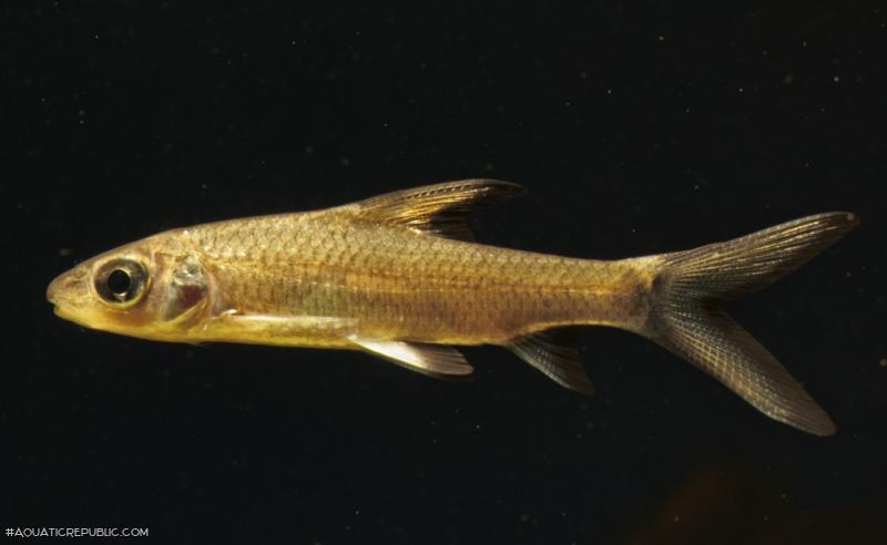 Balantiocheilos melanopterus