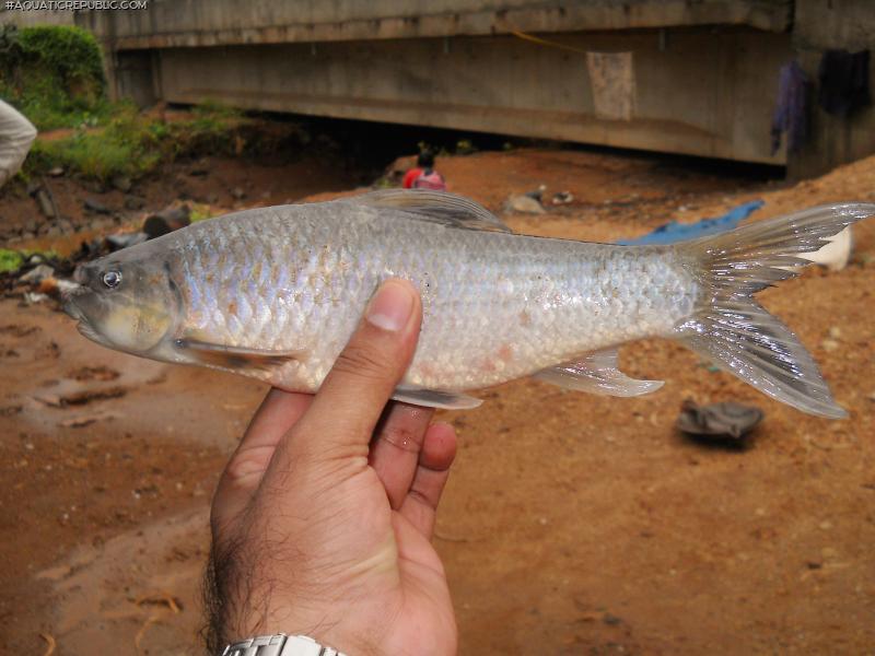 Bangana nukta