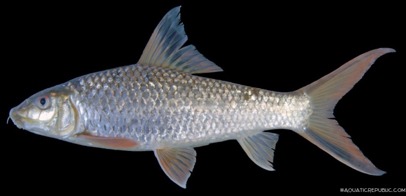 Barbichthys laevis