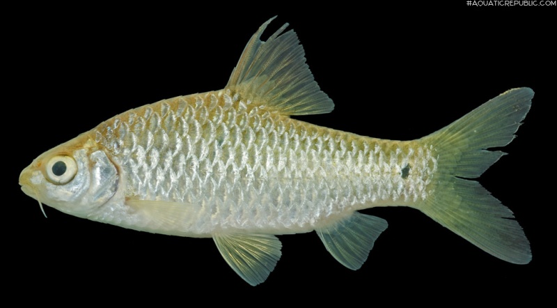 Barbodes aurotaeniatus