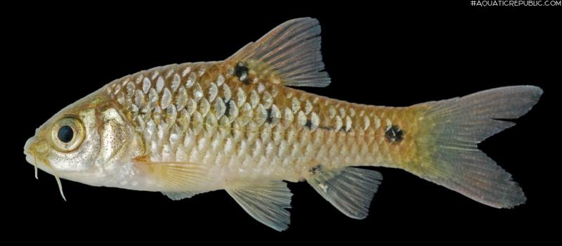 Barbodes rhombeus