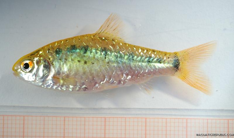 Barbodes semifasciolatus