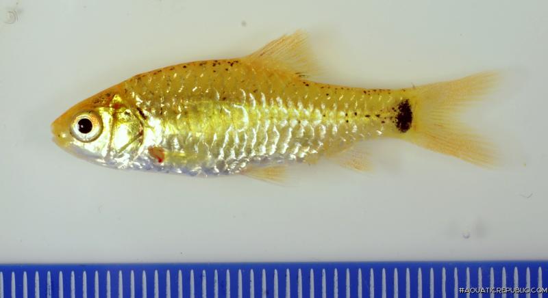 Barbodes semifasciolatus