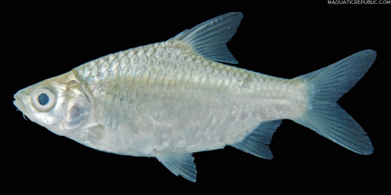 Barbonymus gonionotus