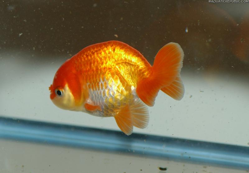 Carassius auratus