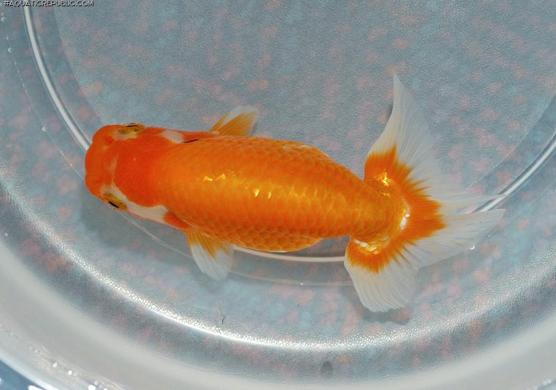 Carassius auratus