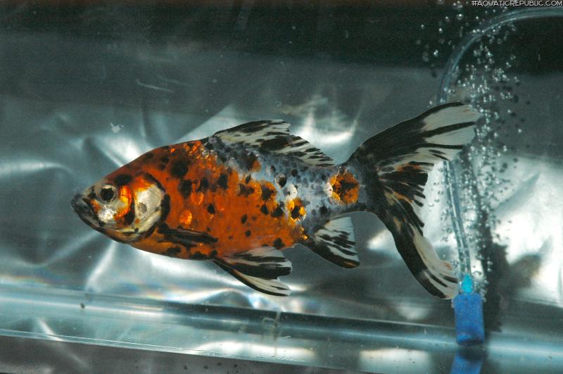 Carassius auratus