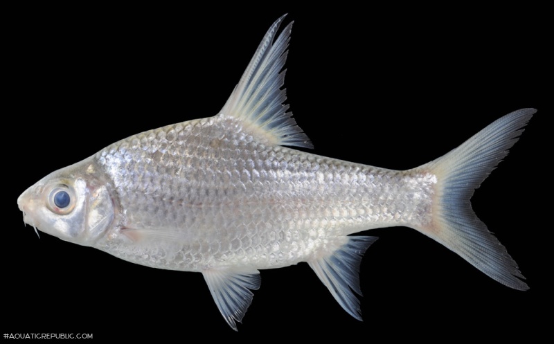 Cosmochilus harmandi