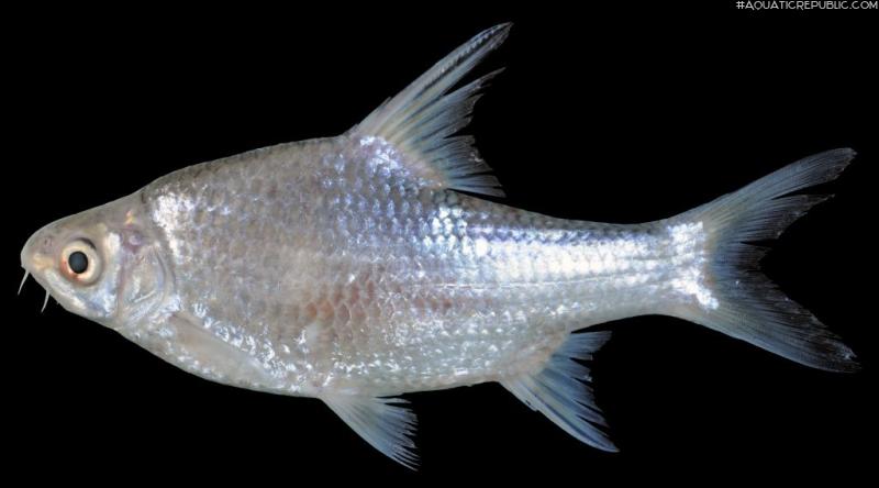 Cosmochilus harmandi