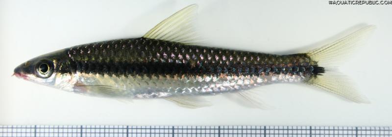 Crossocheilus langei