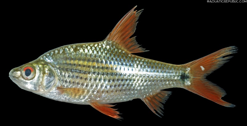 Cyclocheilichthys apogon