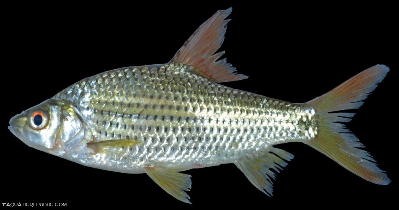 Cyclocheilichthys apogon