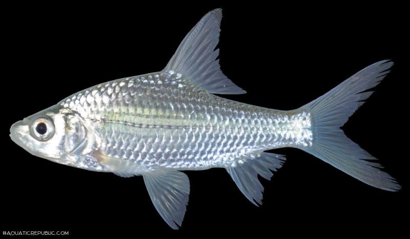 Cyclocheilichthys apogon