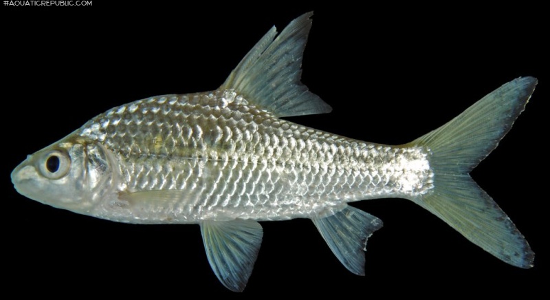 Cyclocheilichthys armatus