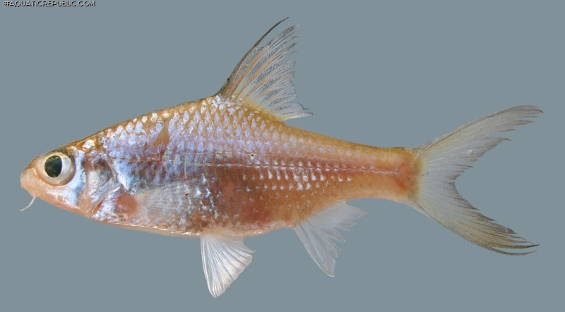 Cyclocheilichthys heteronema