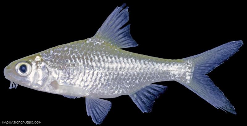 Cyclocheilichthys heteronema