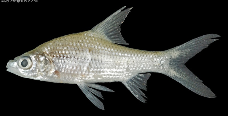 Cyclocheilichthys lagleri