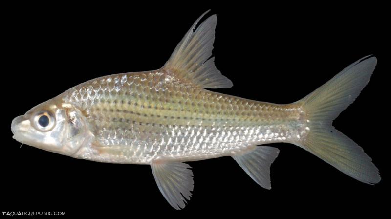 Cyclocheilichthys repasson