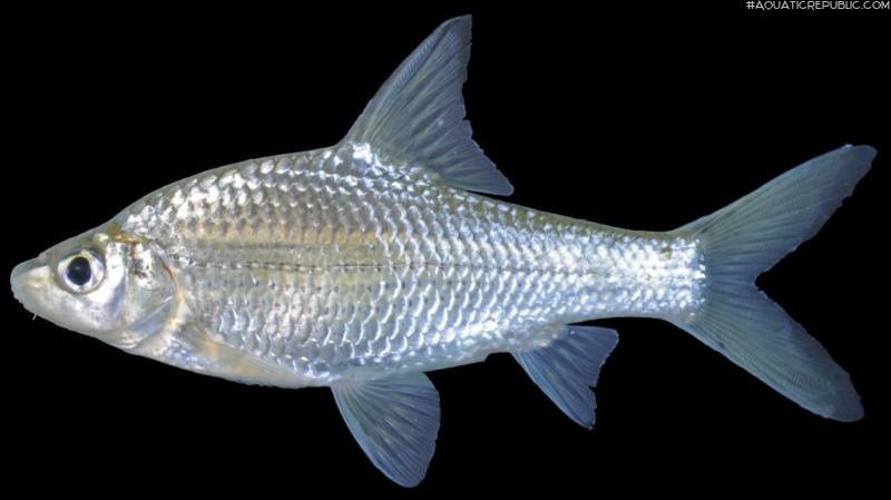 Cyclocheilichthys repasson