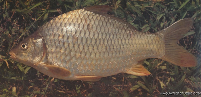 Cyprinus acutidorsalis