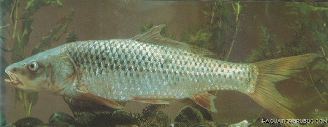 Cyprinus longipectoralis