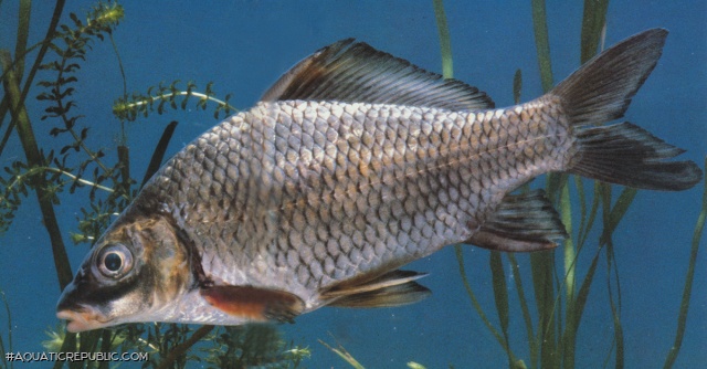 Cyprinus multitaeniatus